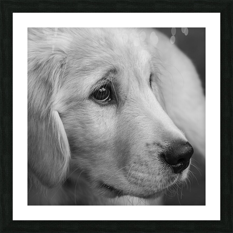 Close-up of Golden Retriever puppy 208382 Picture Frame print