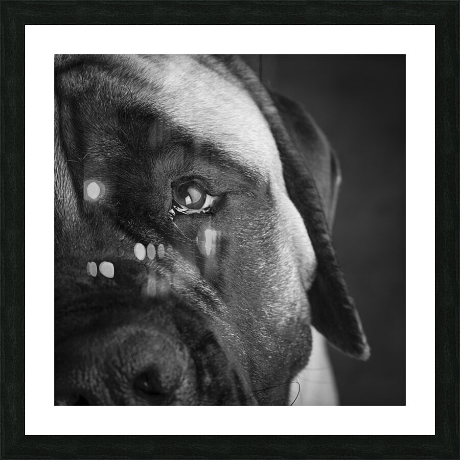Close-up of Mastiff 208523 Picture Frame print