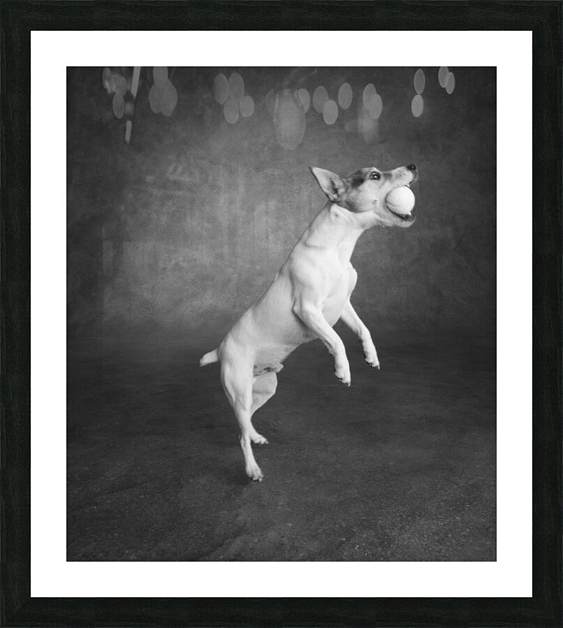 Studio shot of Jack Russell Terrier playing with tennis ball 208484 Picture Frame print