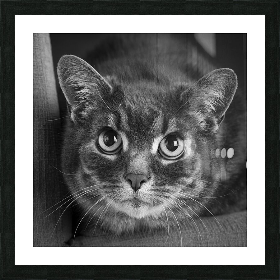 Close-up of cat 208802 Picture Frame print