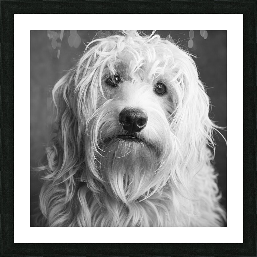 Portrait of Mini Goldendoodle 208636 Picture Frame print
