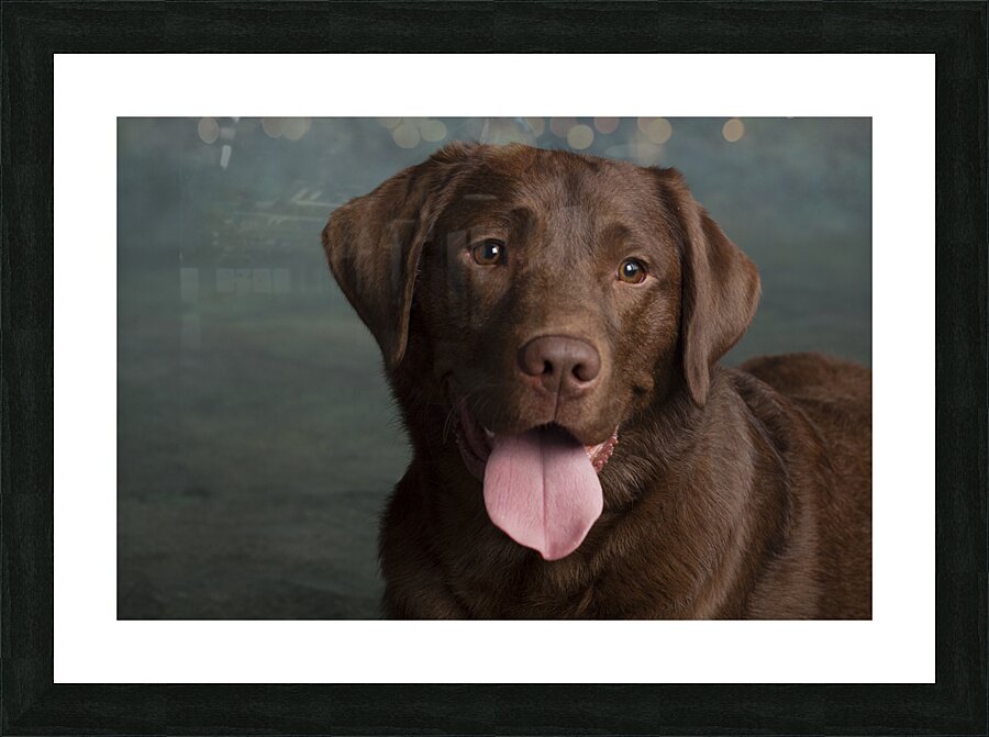 Portrait of Chocolate Labrador sticking out tongue 209001 Picture Frame print