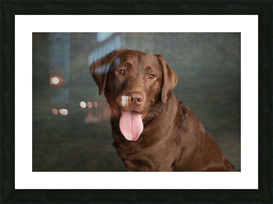 Portrait of Chocolate Labrador sticking out tongue 209009 Picture Frame print