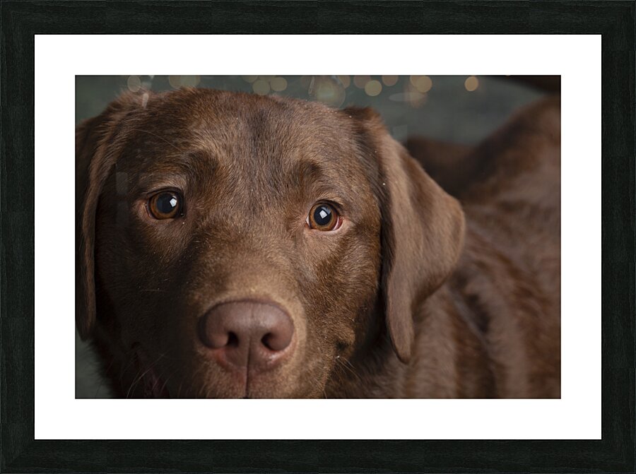 Portrait of Chocolate Labrador 208998 Picture Frame print