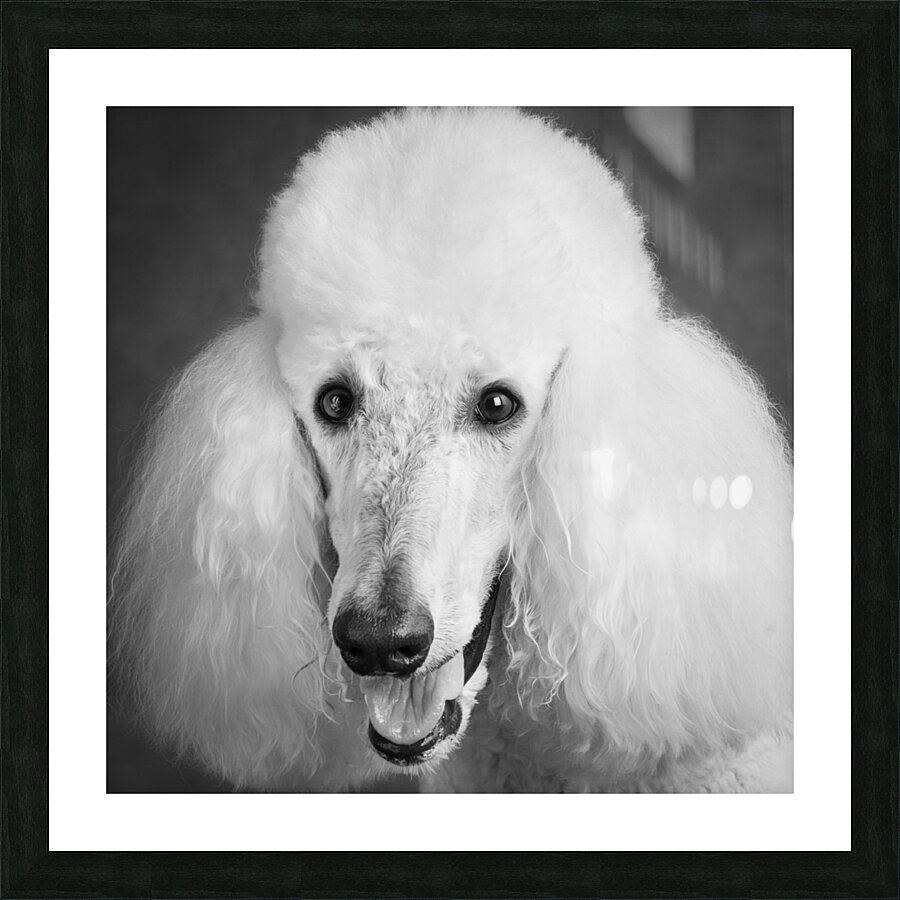 Portrait of Poodle 212879 Picture Frame print