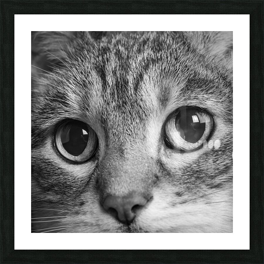 Close-up of Tabby cats eyes 213146 Picture Frame print