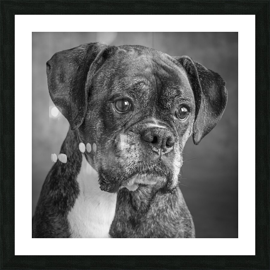 Studio portrait of boxer dog 213166 Picture Frame print