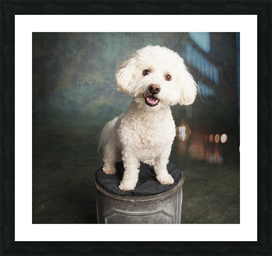 Studio portrait of Bichon Frise Poodle mix dog 213285 Picture Frame print