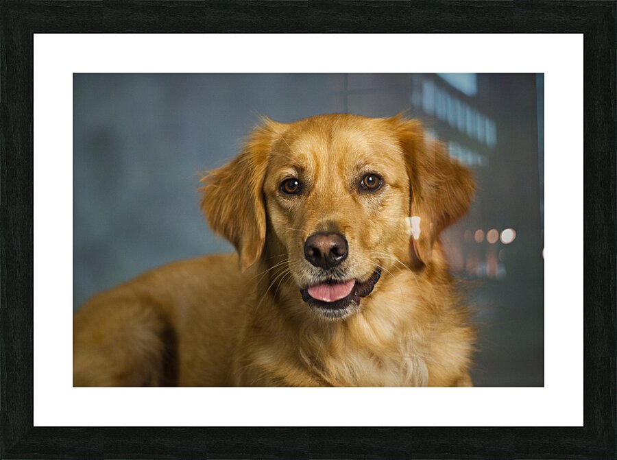 Portrait of Golden Retriever 213048 Picture Frame print
