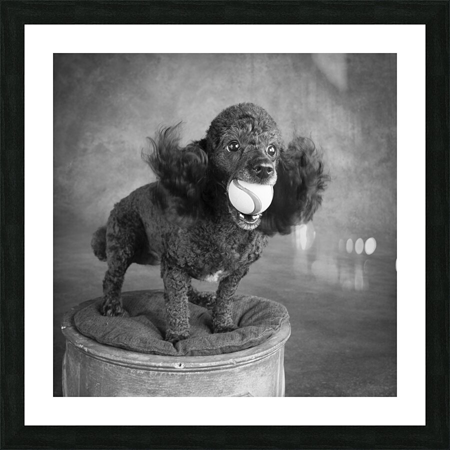 Portrait of Mini Poodle retrieving ball 212996 Picture Frame print