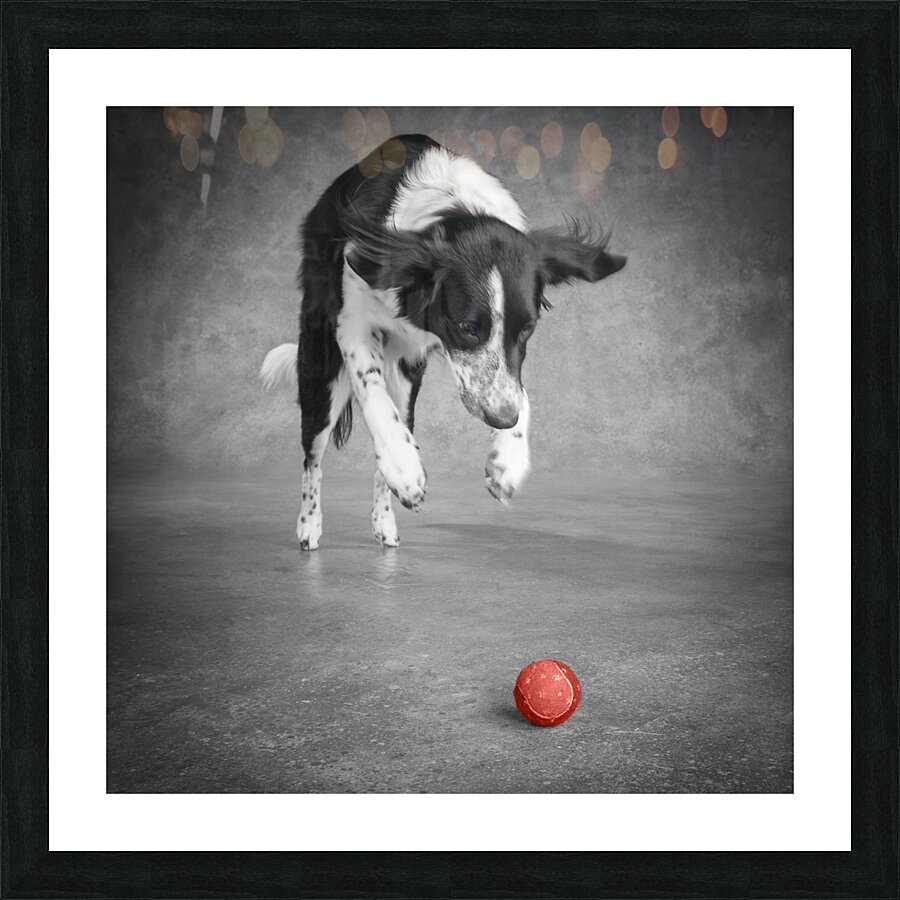Color Pop Studio shot of Border Collie playing with ball 218677 Picture Frame print