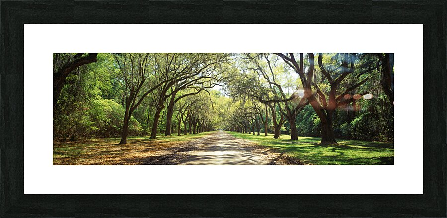 Live Oaks & Spanish Moss Wormsloe State Historic Site Savannah Georgia 85285 Picture Frame print