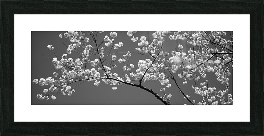 Cherry Blossoms Washington DC USA 152181 Picture Frame print