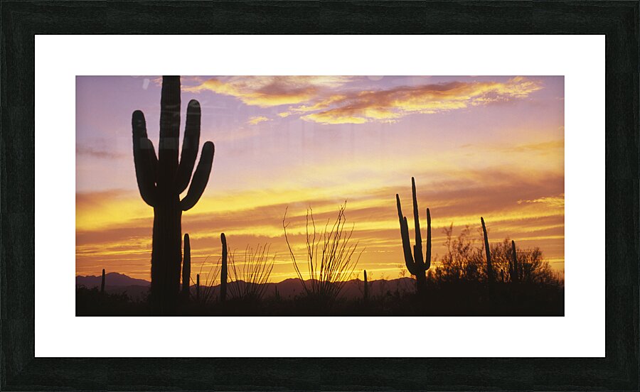 Sunset over Cactus Saguaro National Park AZ 85662 Picture Frame print