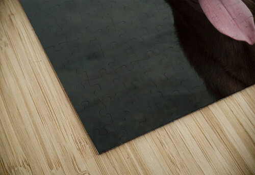 Portrait of Chocolate Labrador sticking out tongue 209001 Panoramic Images puzzle