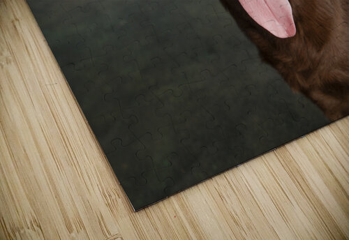 Portrait of Chocolate Labrador sticking out tongue 209009 Panoramic Images puzzle