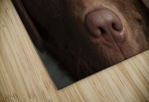 Portrait of Chocolate Labrador 208998 Panoramic Images puzzle