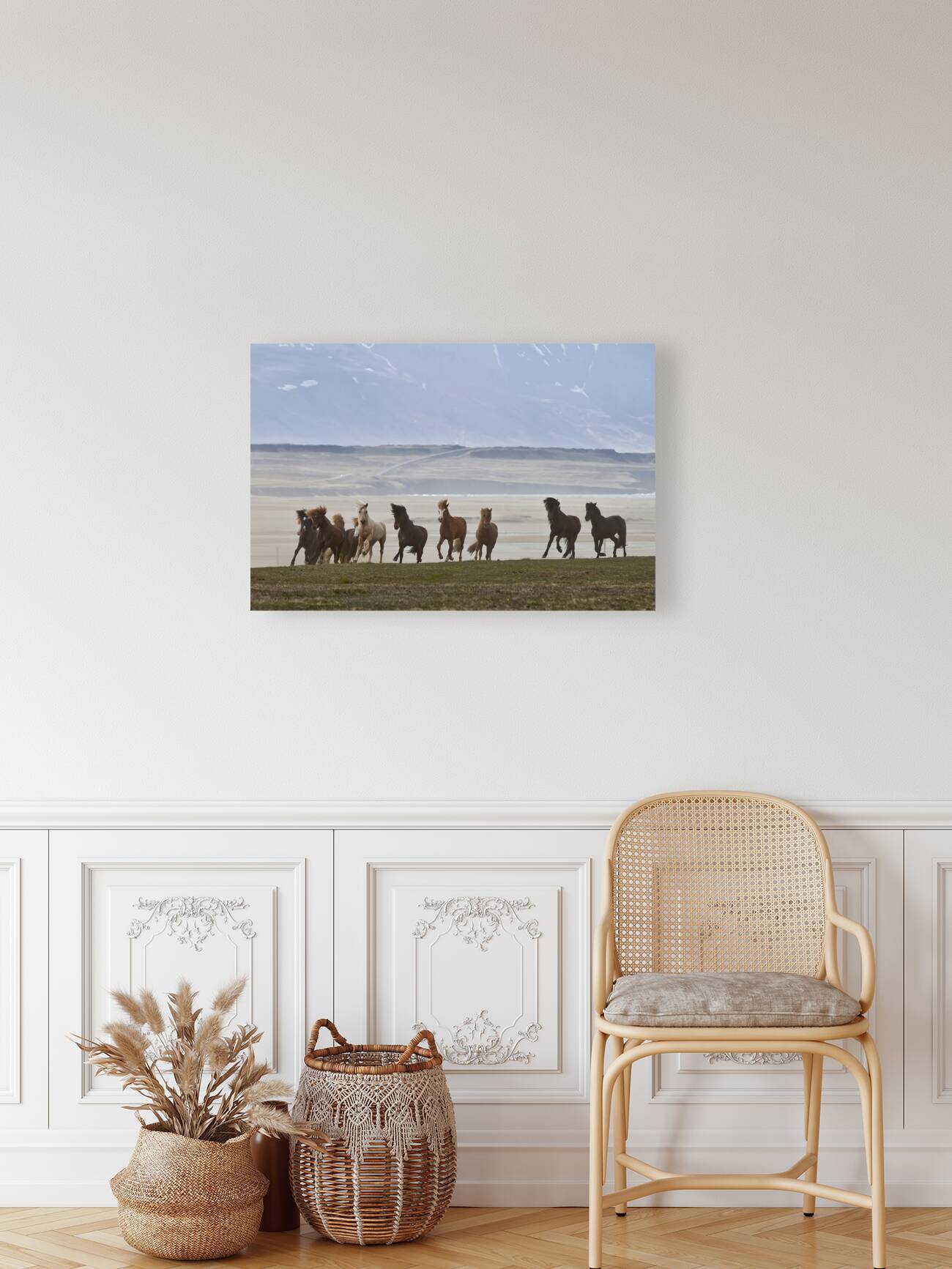 Herd of Icelandic Horses running free Skagafjordur Iceland 168756 Reproduction