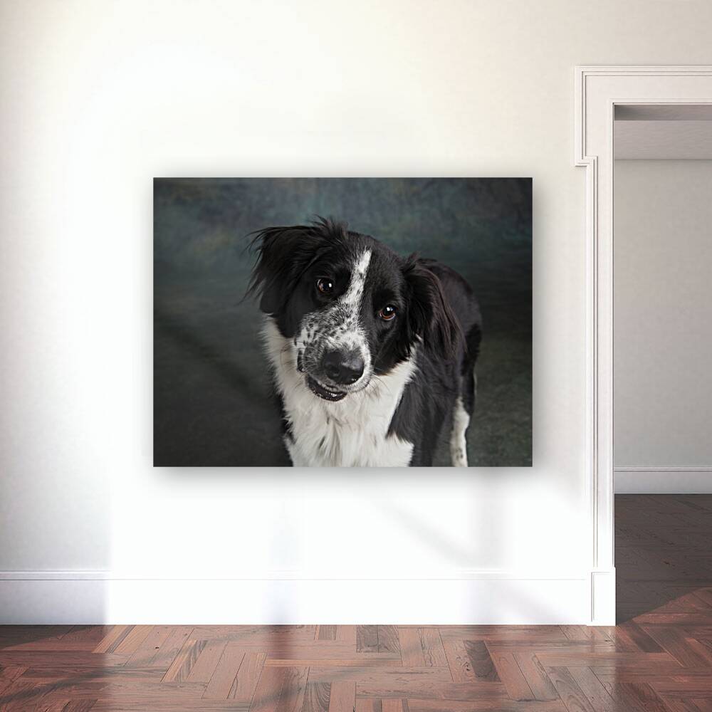 Studio shot of Border Collie 208259 Reproduction