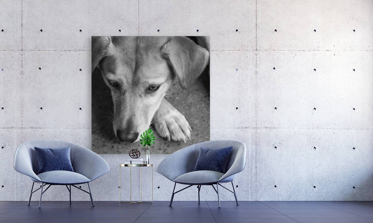 Close-up of Redbone Coonhound 208235 Reproduction