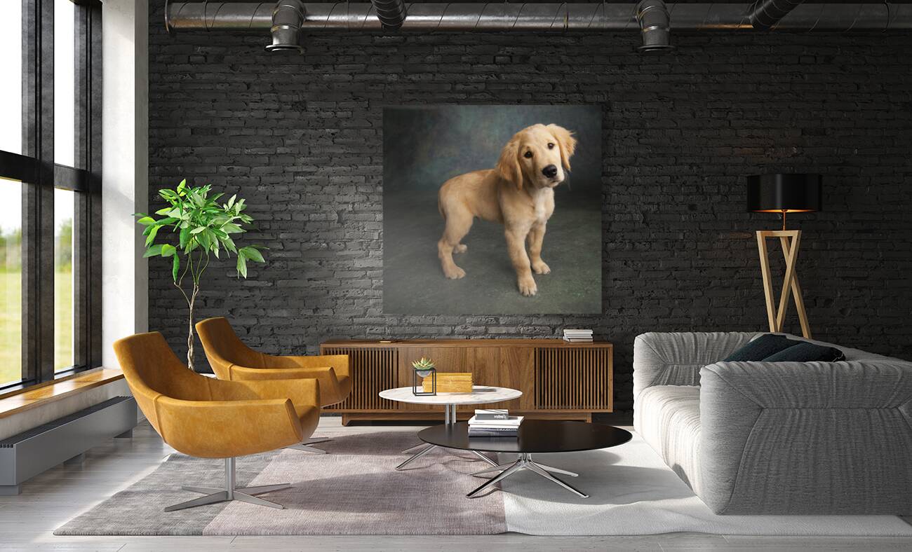 Studio portrait of Golden Retriever puppy 208376 Reproduction