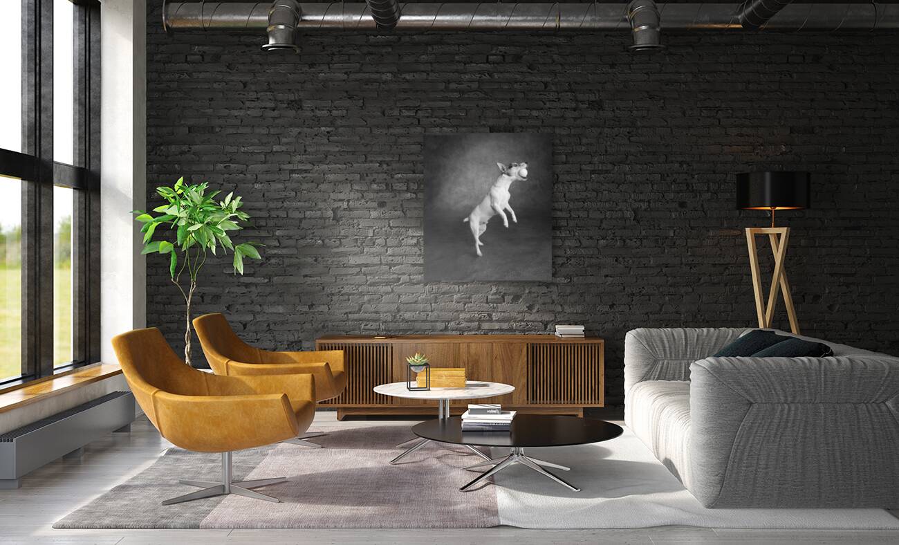 Studio shot of Jack Russell Terrier playing with tennis ball 208484 Reproduction