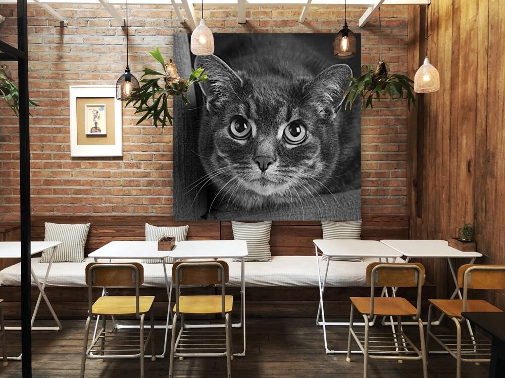 Close-up of cat 208802 Reproduction