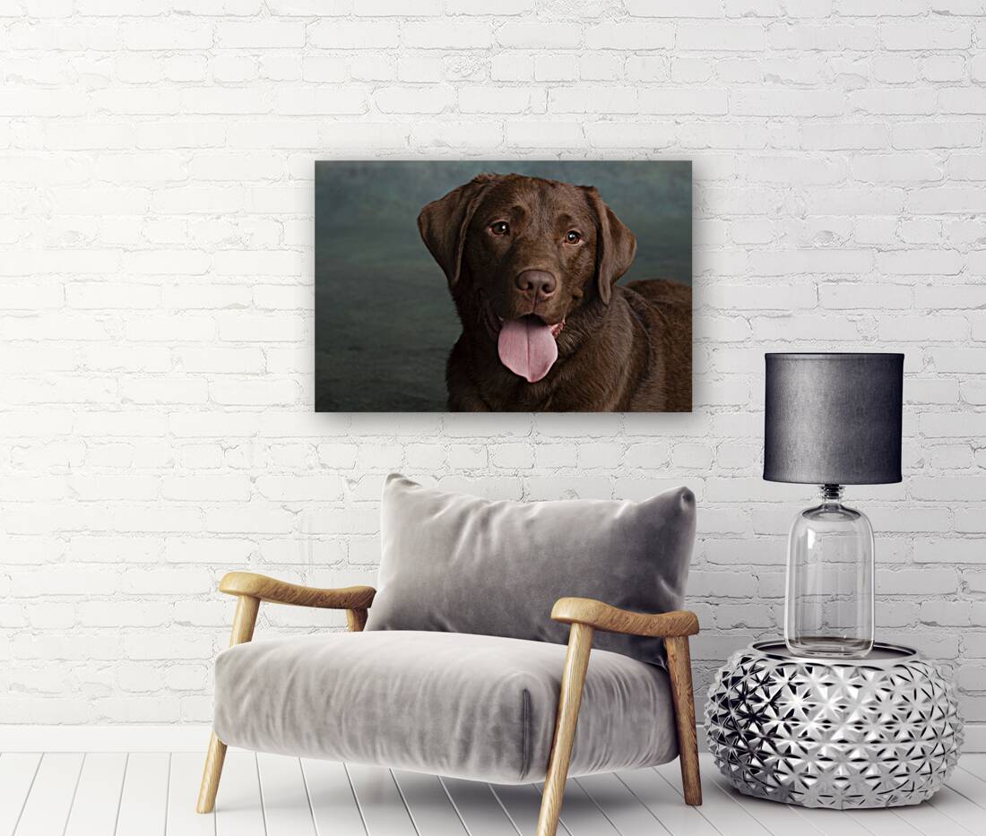 Portrait of Chocolate Labrador sticking out tongue 209001 Reproduction