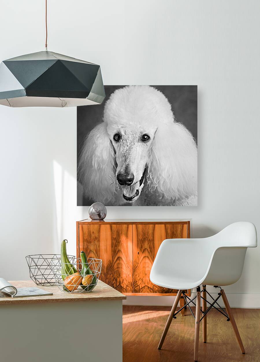 Portrait of Poodle 212879 Reproduction