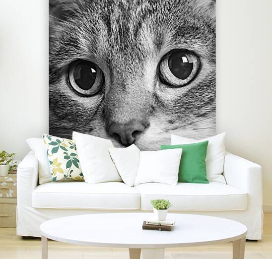 Close-up of Tabby cats eyes 213146 Reproduction