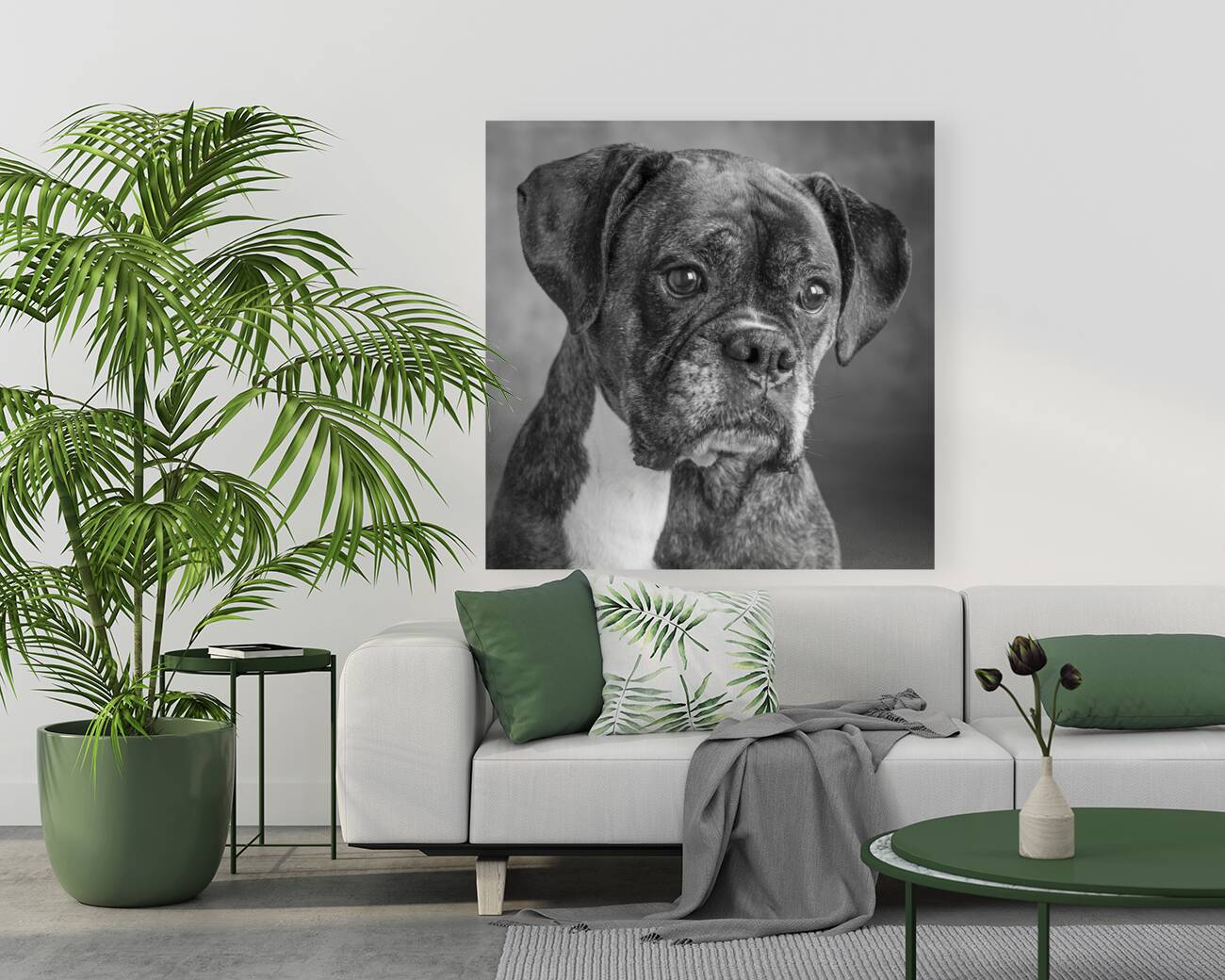 Studio portrait of boxer dog 213166 Reproduction