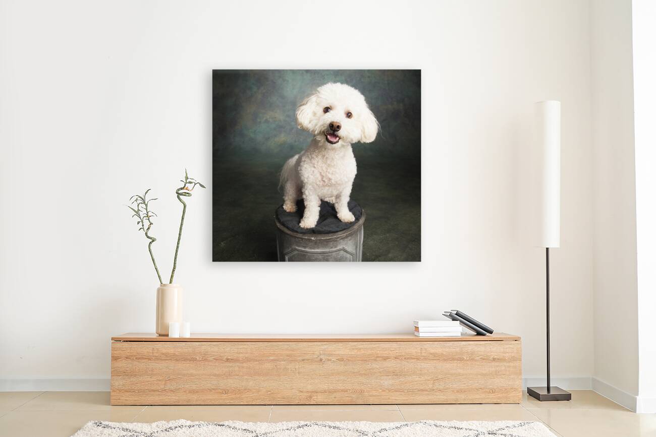 Studio portrait of Bichon Frise Poodle mix dog 213285 Reproduction