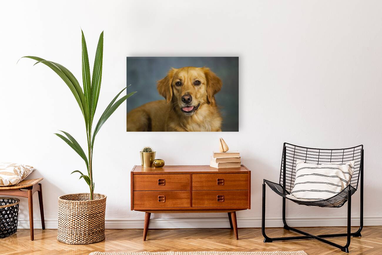 Portrait of Golden Retriever 213048 Reproduction