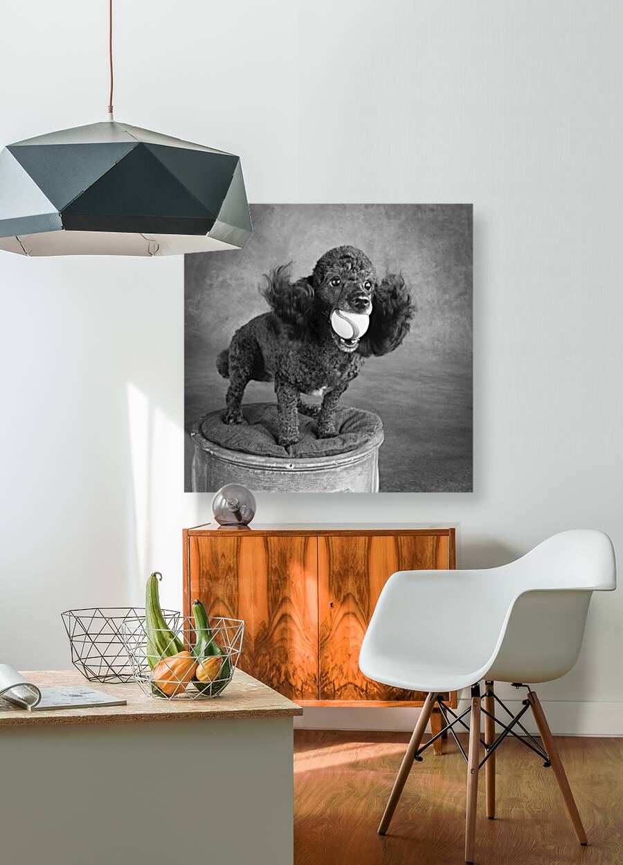 Portrait of Mini Poodle retrieving ball 212996 Reproduction
