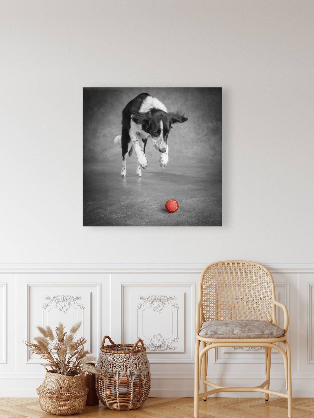 Color Pop Studio shot of Border Collie playing with ball 218677 Reproduction