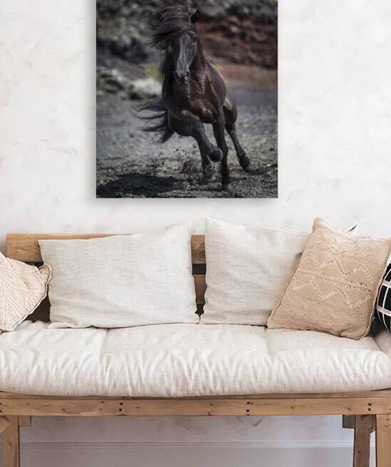 Icelandic Black Stallion Iceland 158760 by Panoramic Images