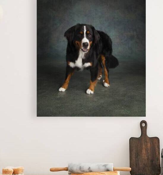 Portrait of Bernese Mountain Dog 208170 by Panoramic Images