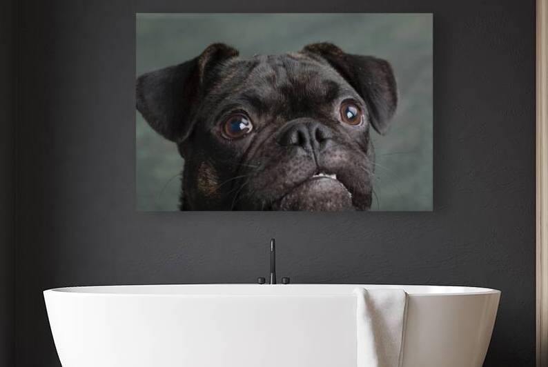 Studio portrait of Pug Bulldog Mix 208322 by Panoramic Images