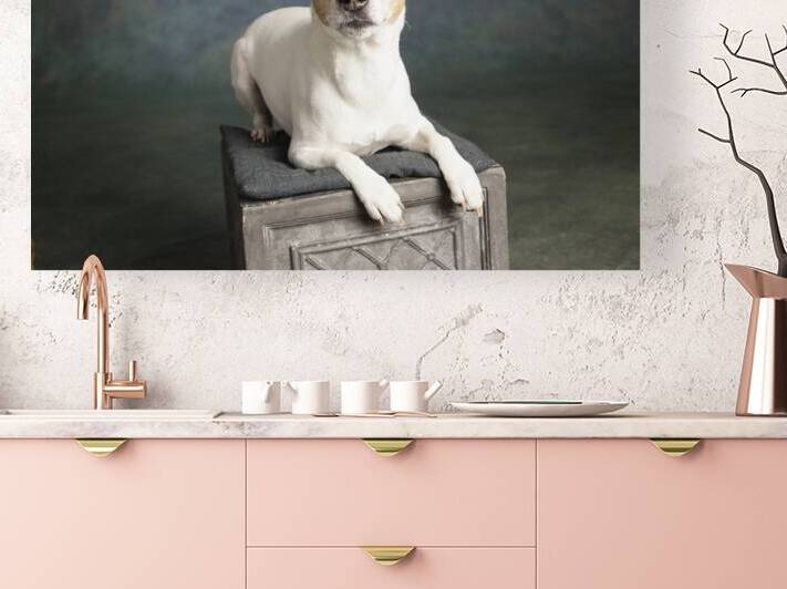 Studio portrait of Jack Russell Terrier on box 208468 by Panoramic Images