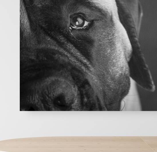 Close-up of Mastiff 208523 by Panoramic Images