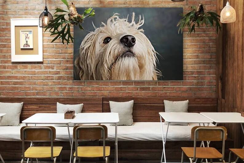 Portrait of Mini Goldendoodle 208642 by Panoramic Images