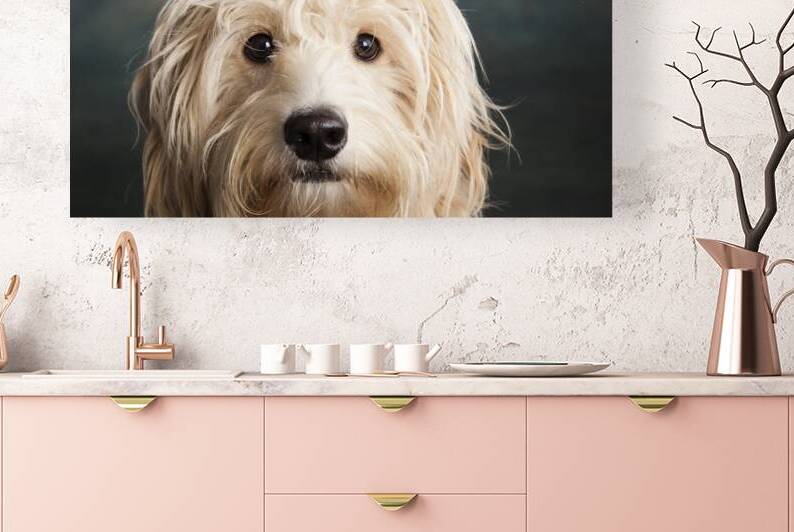 Portrait of Mini Goldendoodle 208639 by Panoramic Images