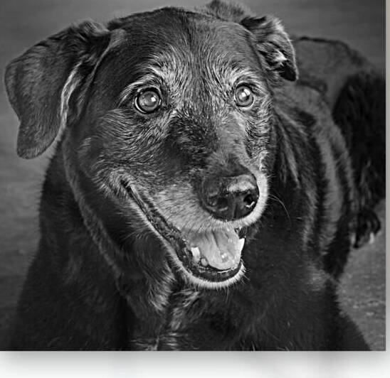 Portrait of Golden Retriever Lab Mix Dog 208677 by Panoramic Images