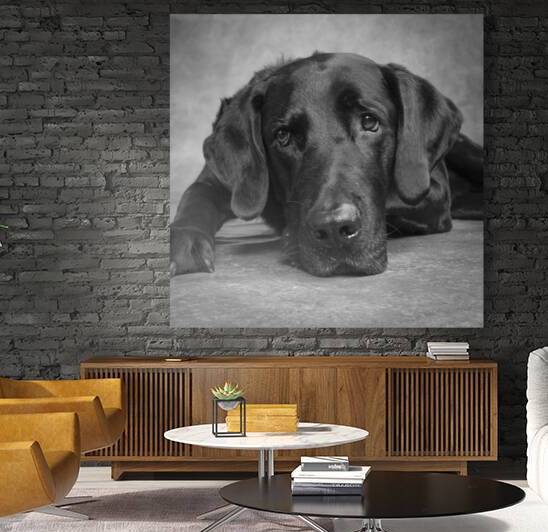 Studio portrait of Labrador Great Dane mixed dog 208880 by Panoramic Images