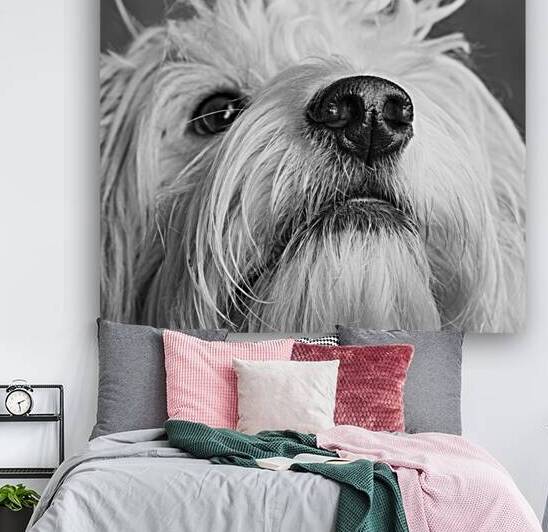 Portrait of Mini Goldendoodle 208641 by Panoramic Images