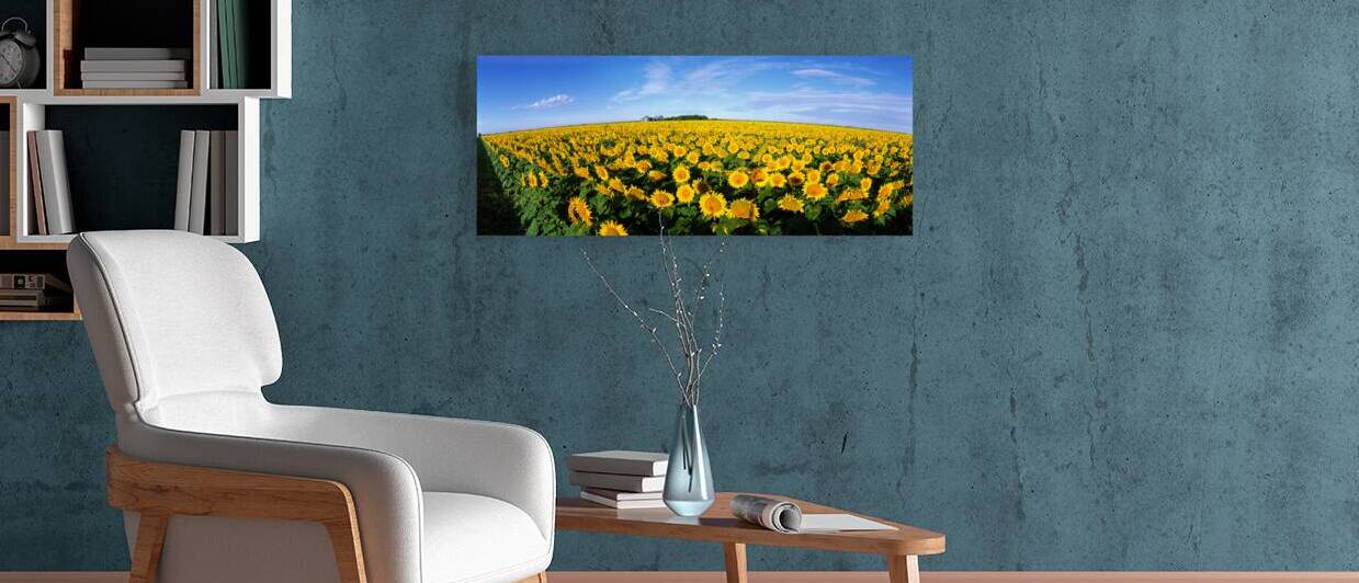 Field of Sunflowers Kansas USA 82024 by Panoramic Images
