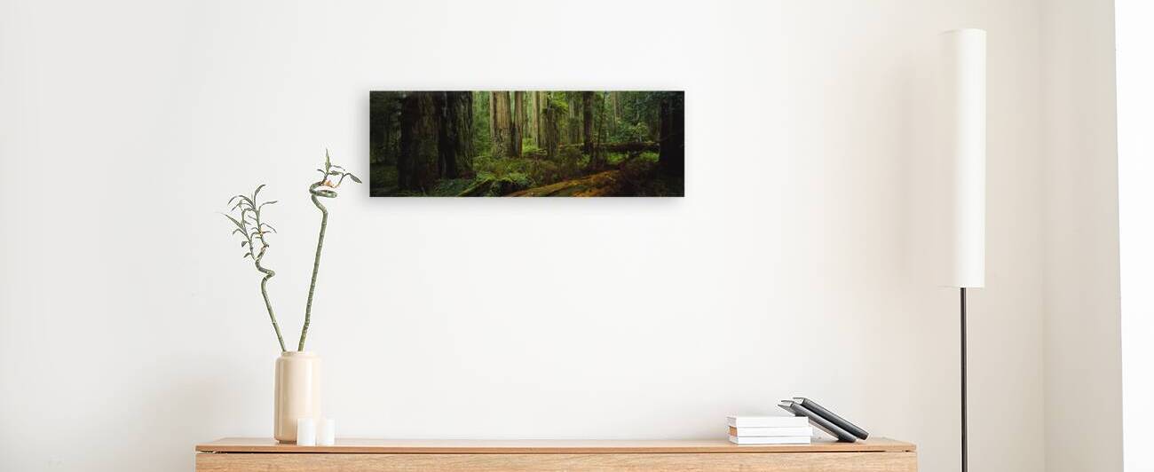 Hoh Rainforest Olympic National Park Washington State USA 99436 by Panoramic Images