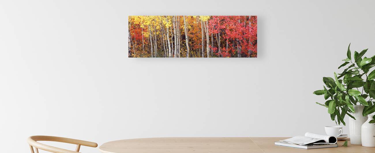Aspen & Black Hawthorn trees Grand Teton National Park Wyoming USA 103950 by Panoramic Images