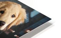 Studio portrait of Golden Retriever puppy 208376 HD Metal print