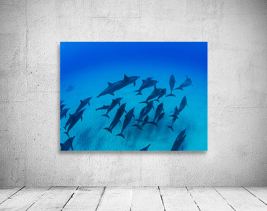 School of dolphins swimming in Pacific Ocean HI 175014 Wall Preview